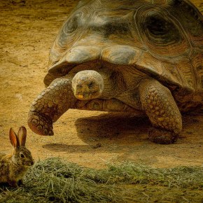 The Tortoise and the&nbsp;Hare