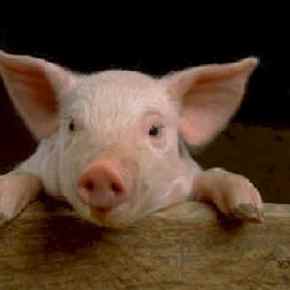 Bulls make money, Bears make money–Pigs get&nbsp;slaughtered